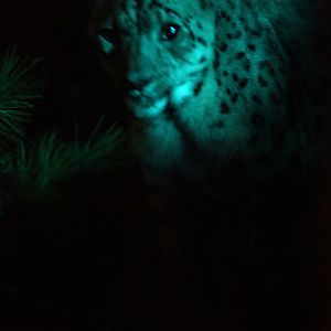 summer nighttime zoo, august 6, 2010