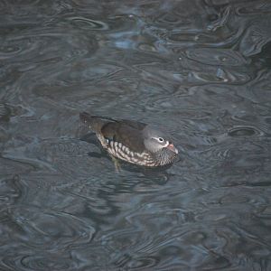 FEMALE MANDARIN DUCK?