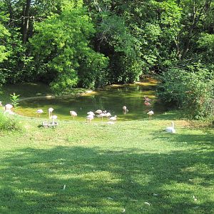Africa-Flamingo Exhibit