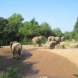 Africa-African Elephant Exhibit