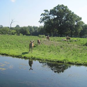 Africa-Common Eland