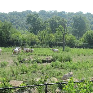 Africa-Scimitar Horned Oryxes