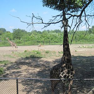 Africa-Masai Giraffes