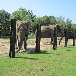 Africa-African Elephant