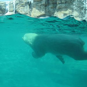 Polar Bear Passage-Polar Bear