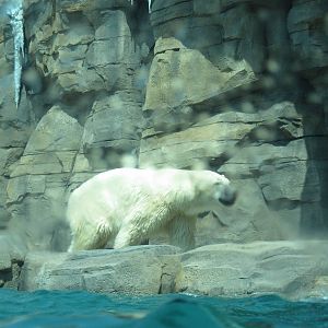 Polar Bear Passage-Polar Bear