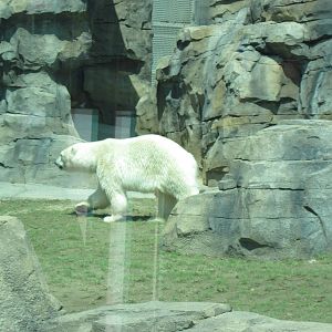 Polar Bear Passage-Polar Bear