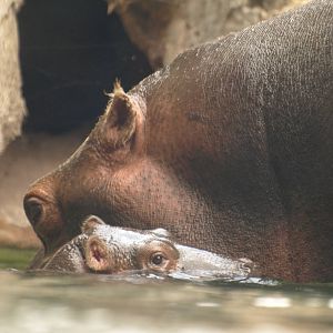 babies;Nile hippo