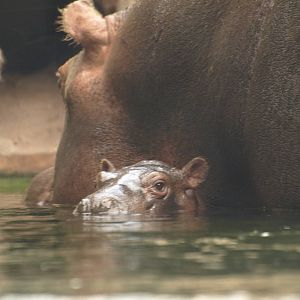 babies;Nile hippo