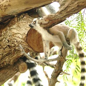 babies, ring tailed lemur