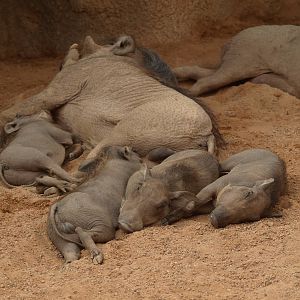 babies, warthogs
