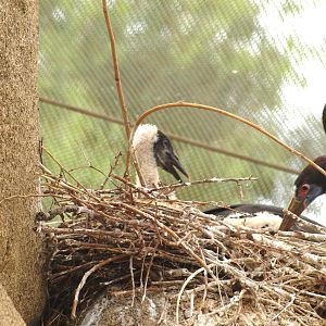babies, abdim stork chick