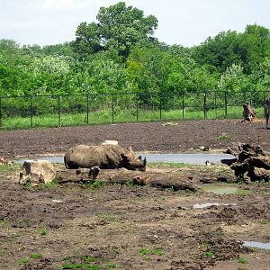 Africa-Black Rhino and Masai Giraffe