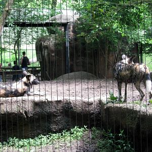 Africa-African Wild Dogs