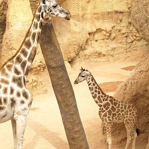 babies, Rotschild giraffe