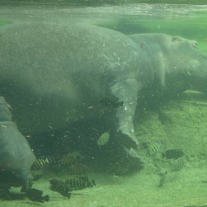babies,Nile hippo and mom.