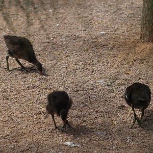 babies,wild Common Moorhen chicks