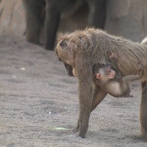 babies, baby drill 1