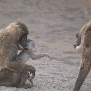 babies, baby Drill 2