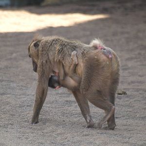 babies, baby Drill 3