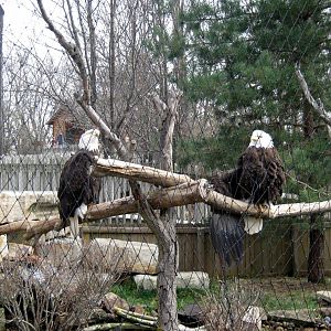 Black Bear Woods-Bald Eagles