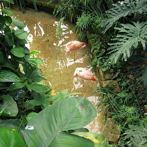 Tropical Rainforet-Flamingos
