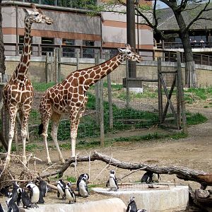 African Veldt- African Penguins and Reticulated Giraffe