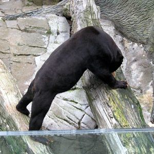 Durham Bear Canyon-Malayan Sun Bear