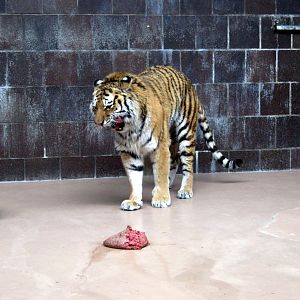 Cat Complex-Siberian Tiger