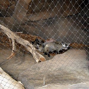 Desert Dome-Bat Eared Foxes