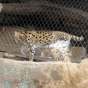 Desert Dome-Serval