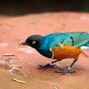 Superb Starling with Mealworm
