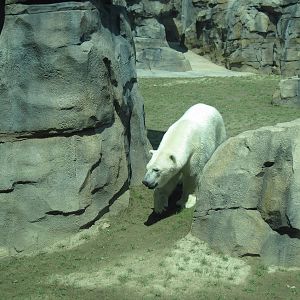 Polar Bear Passage-Polar Bear