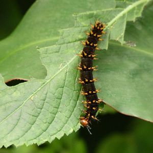 Caterpillar