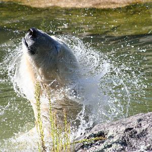 Polar Bear @ Berlin Zoo  05.09.07