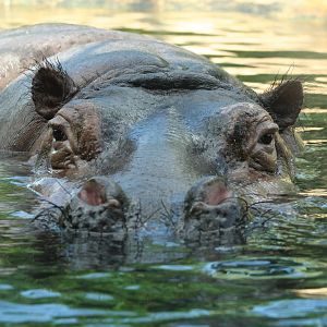 Common Hippo @ Berlin Zoo  05.09.07