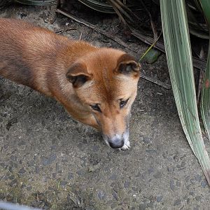 new guinea singing dog 07/10