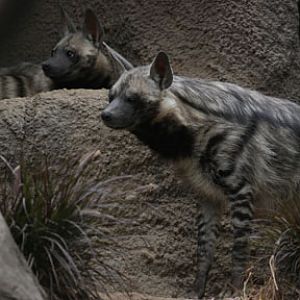 Striped Hyenas