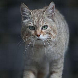 Arabian Wildcat