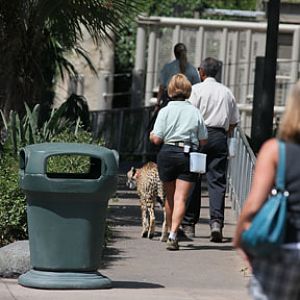Trainers walking cheetah