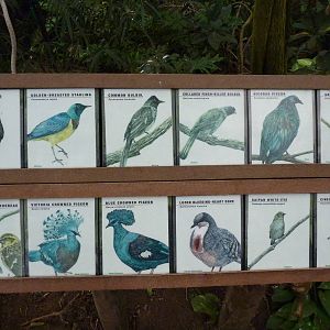 Jungle Building - Signage