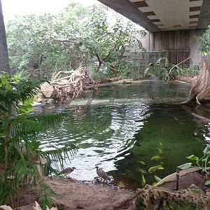 Jungle Building - Underwater Tunnel Pool
