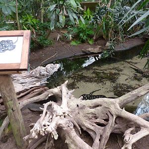Jungle Building -Freshwater Stingray Pool