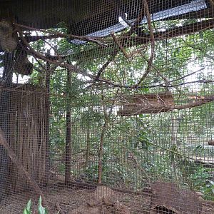 Jungle Building -Sloth/Tamandua Exhibit