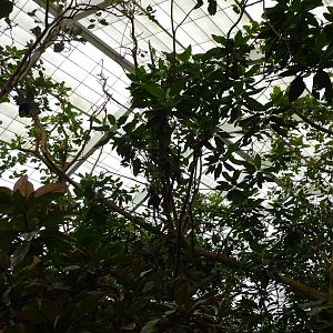 Jungle Building -Roof
