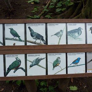 Jungle Building -Signage