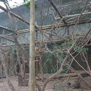 Jungle Building -Golden Lion Tamarin Exhibit