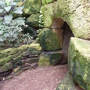 Jungle Building -Tunnel Entrance