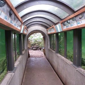 Jungle Building -Tunnel Through Freshwater Pool