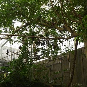 Jungle Building -Free-Ranging Fruit Bats